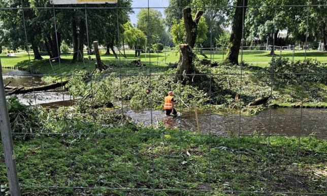 Interpelacja w sprawie wycinki drzew Grzegorza Izbickiego