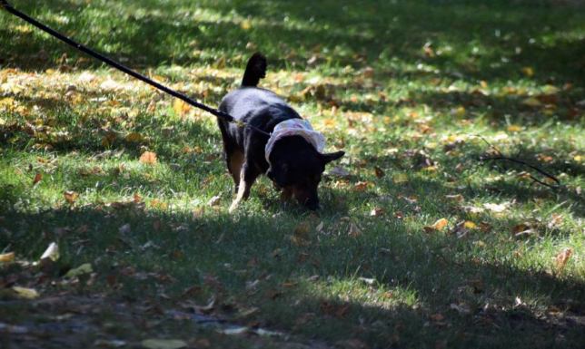 Informacja Powiatowego Lekarza Weterynarii do właścicieli psów