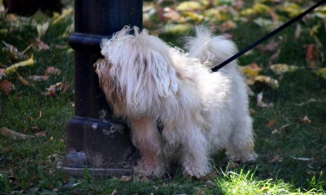 Program opieki nad zwierzętami bezdomnymi oraz zapobiegania bezdomności zwierząt