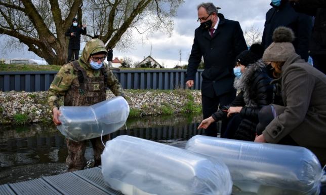 do rzeki Czarna Hańcza wpuszczony został narybek pstrąga