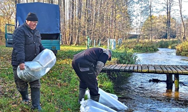 Kolejne zarybienie Czarnej Hańczy trocią jeziorową 2000 sztuk troci trafiło do rzeki Czarna Hańcza