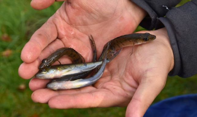 60 kilogramów szczupaków i 10 kilogramów sandaczy trafiło do Zalewu Arkadia
