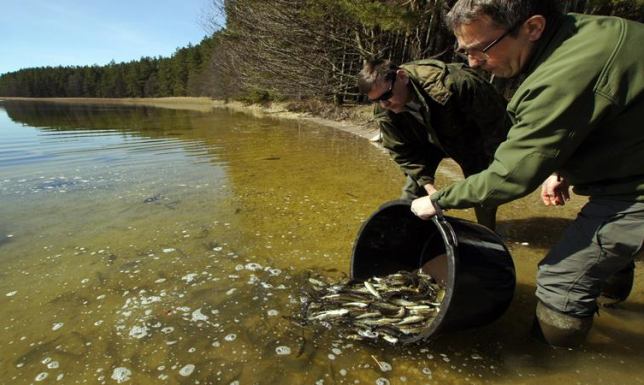 Zarybili jezioro Wigry 