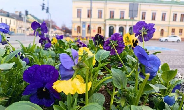 Wiosenne nasadzenia rozpoczęli pracownicy Zarządu Dróg i Zieleni w Suwałkach