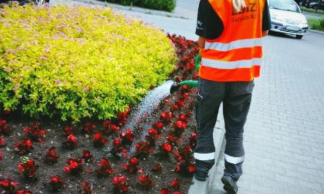 Zarząd Dróg i Zieleni prowadzi akcję nawadniania terenów zielonych w Suwałkach