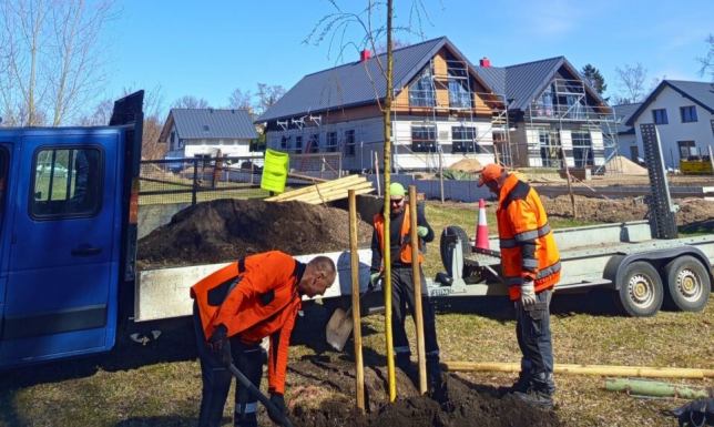 Wiosną zaplanowano posadzenie 37 nowych drzew