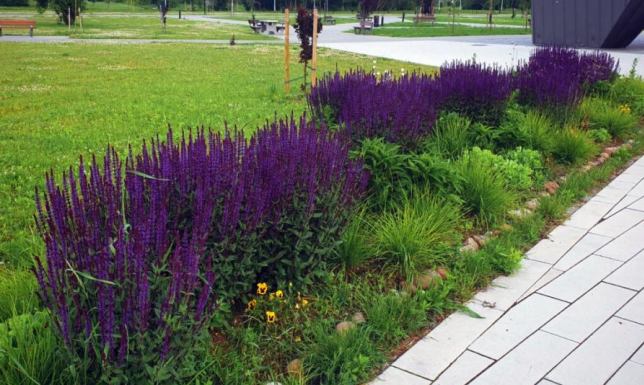  Zarząd Dróg i Zieleni w Suwałkach podsumował miejskie nasadzenia w 2022 roku