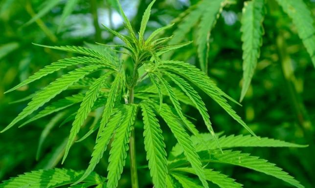 Konopie siewne – wszystko, co trzeba o nich wiedzieć