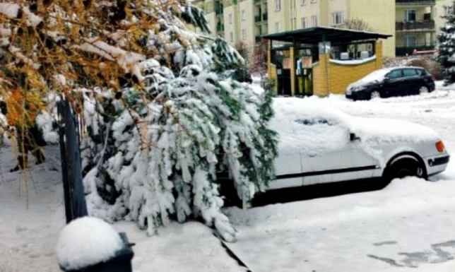 złamanie konaru sosny pod ciężarem śniegu