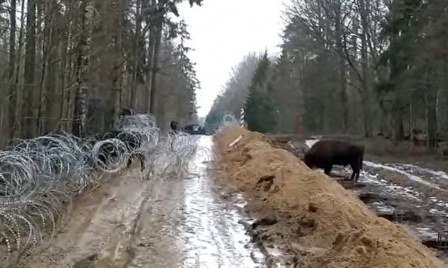 Żubry przechodzą z Białorusi do Polski umożliwiono czterem żubrom przejście z Białorusi do Polski.