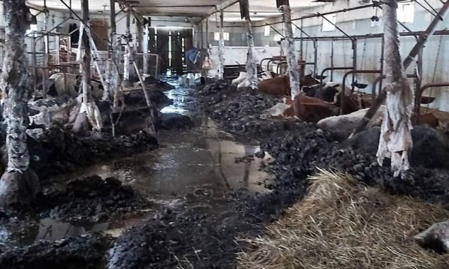 19 martwych krów. 38-latek odpowie za znęcanie się nad zwierzętami 19 sztuk padłego bydła oraz pies bez dostępu do wody i pożywienia