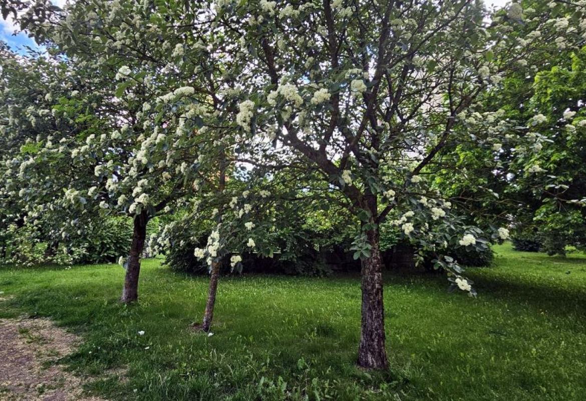 Przetarg na park linearny między Reymonta i Ogrodową