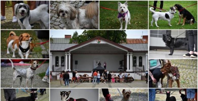 działalność suwalskiego schroniska dla zwierząt