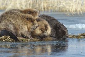 7 kwietnia obchodzony jest Międzynarodowy Dzień Bobrów