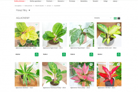 Sklep z roślinami CocaFlora - aglaonemy