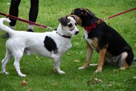 Prowadzący schronisko spełnia wszystkie wymagania wynikające z przepisów