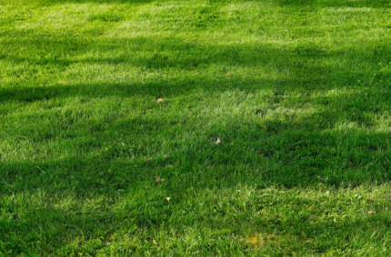 Na co zwrócić uwagę przy wyborze wertykulatora?