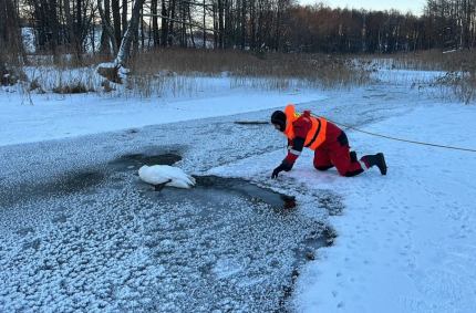 Łabędzia leżącego na rzece Rospuda uratowali w poniedziałek (02.02) strażacy