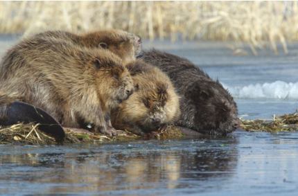 7 kwietnia obchodzony jest Międzynarodowy Dzień Bobrów