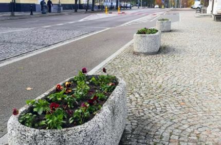 Jesienne nasadzenia roślin ozdobnych w Suwałkach Pracownicy Działu Zieleni Miejskiej Zarządu Dróg i Zieleni w Suwałkach