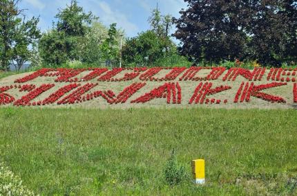 Szerokie nasadzenia roślin cebulowych oraz nowe kwietne kompozycje
