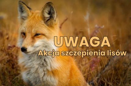 Akcja szczepienia lisów