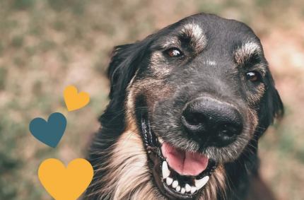 Zbiórka prowadzona jest na rzecz Fundacji Zwierzęta Niczyje