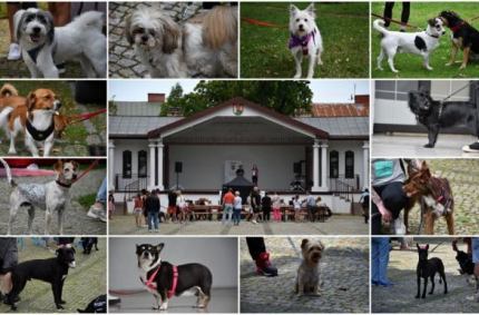 działalność suwalskiego schroniska dla zwierząt