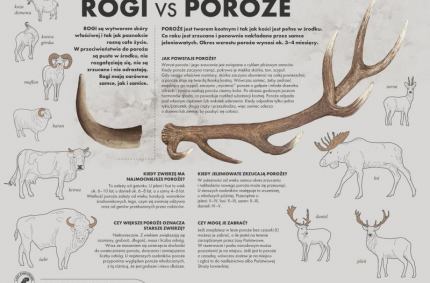 ogólnopolska akcja pod kryptonimem „Wieniec”