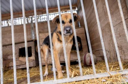Stan przygotowania schronisk dla zwierząt do długotrwałych mrozów