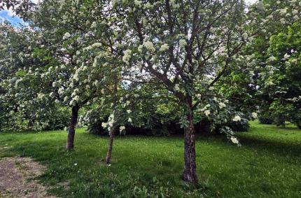  nowy park linearny położony pomiędzy ul. W. S. Reymonta, a ul. Ogrodową